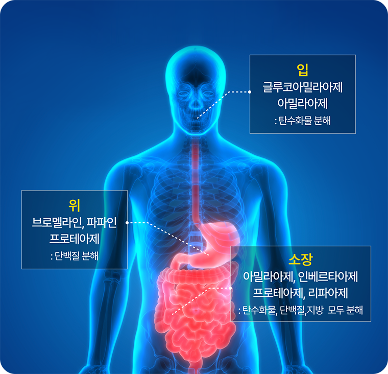 탄수화물 단백질 지방 분해 과정