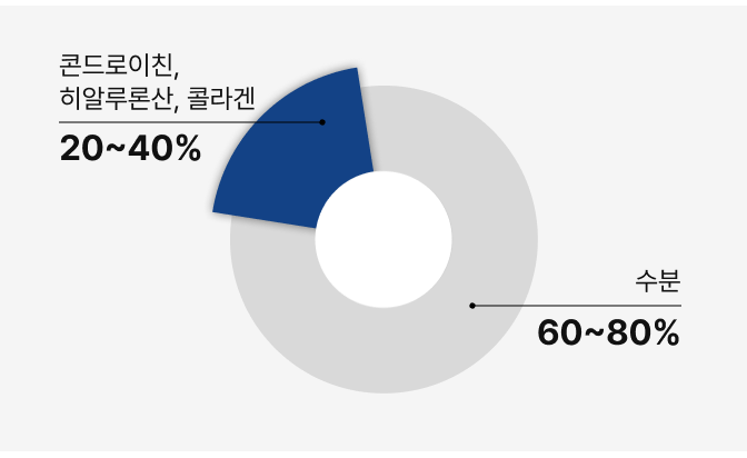연골 콘드로이친 중요성