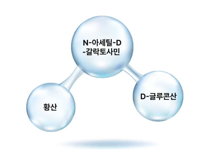 연골 구성 성분